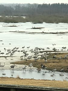 Hornborgasjön
